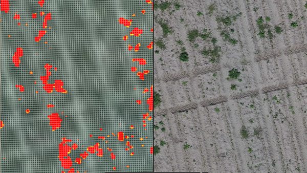 PIX4Dfields spot spraying prescription map